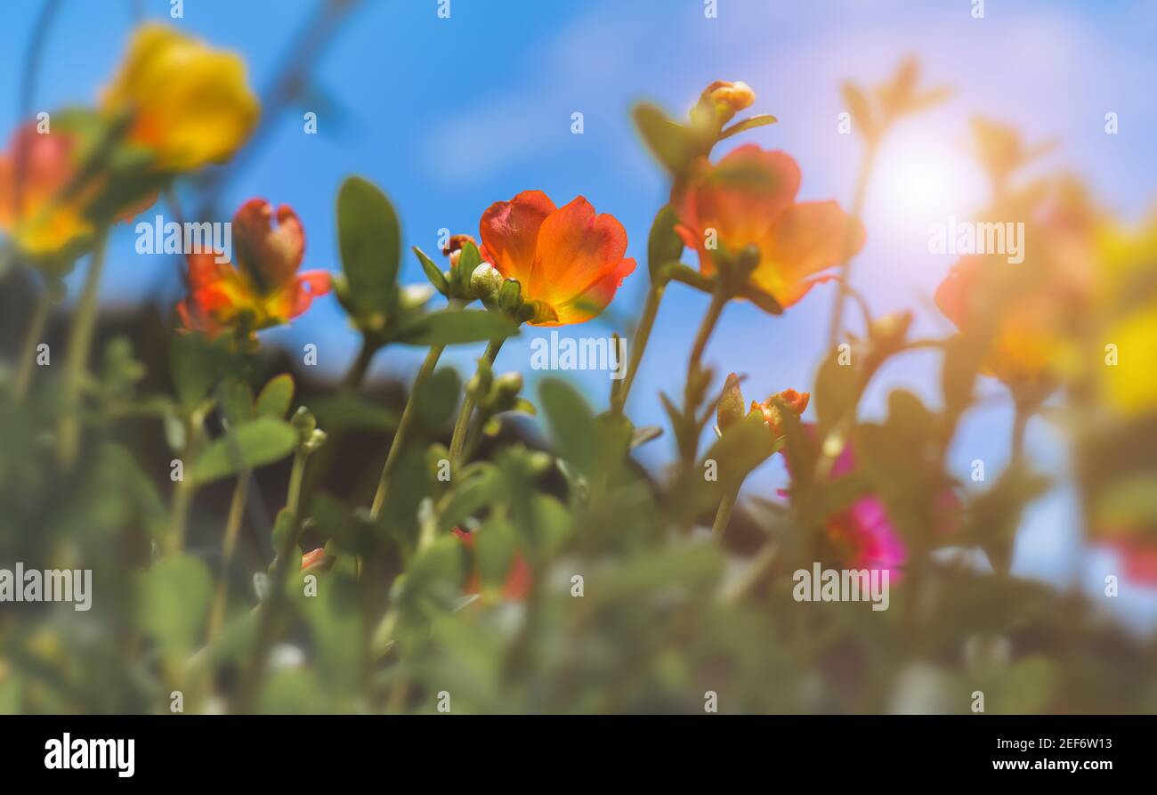 Fleurs communes de Purslane avec ciel bleu et lumière du soleil. Banque D'Images