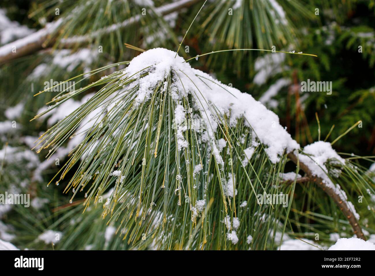 Pinus wallichiana arbre sous la neige, motif de papier peint de Noël. Banque D'Images