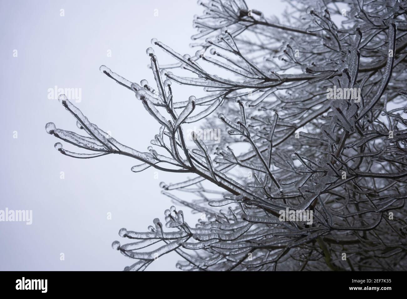 Branches gelées après la pluie verglaçante en hiver. Banque D'Images