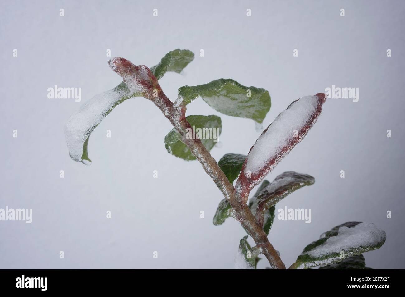 Feuilles congelées après la neige et la pluie verglaçante en hiver. Banque D'Images