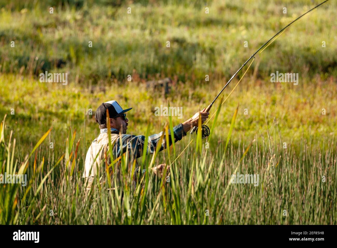 Lignes vertes convergentes et pêche concentrée, été 2018, parc national de Yellowstone. Banque D'Images