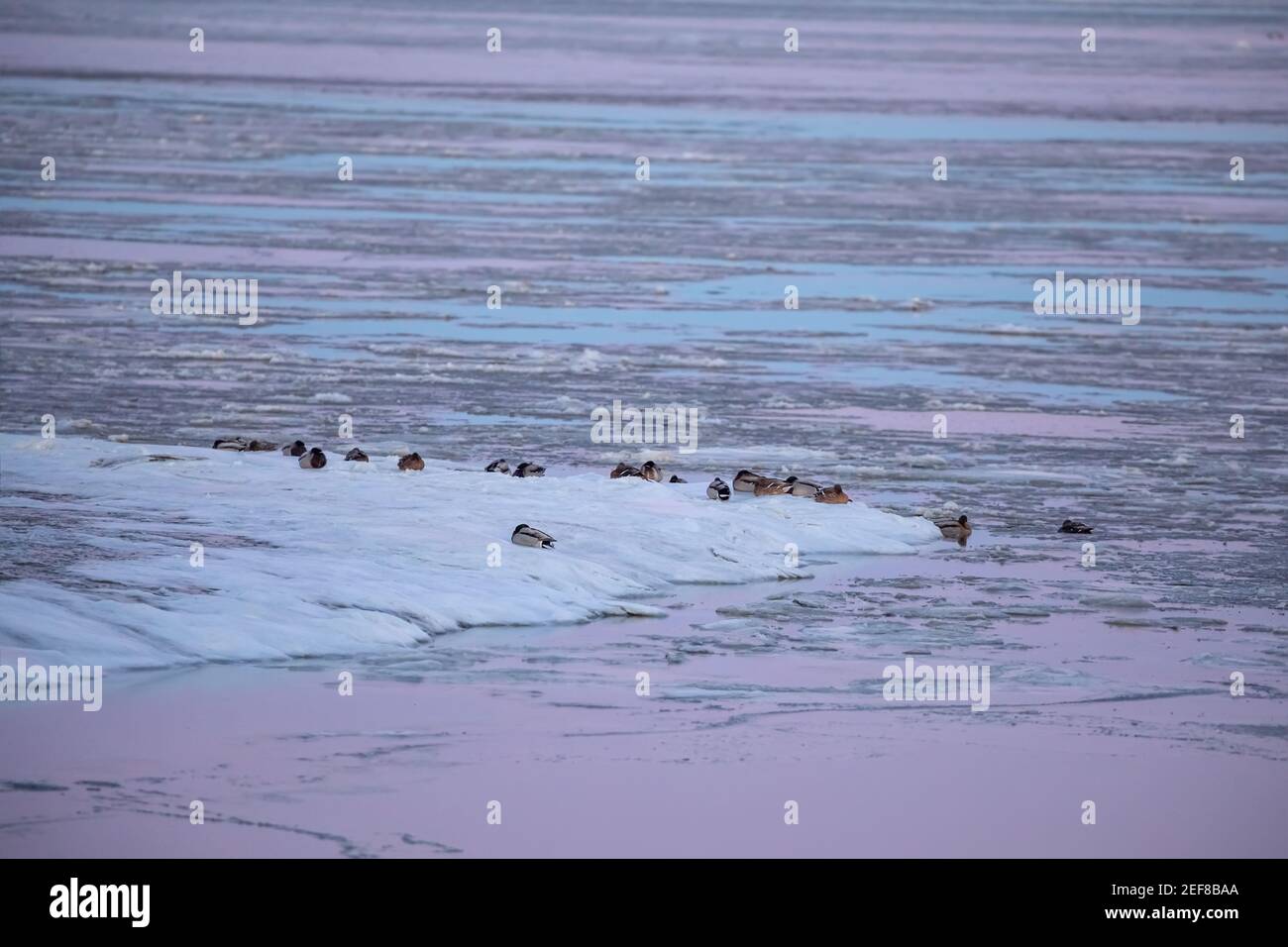 Canards sur la côte de mer des Wadden surgelée, Hollande Banque D'Images