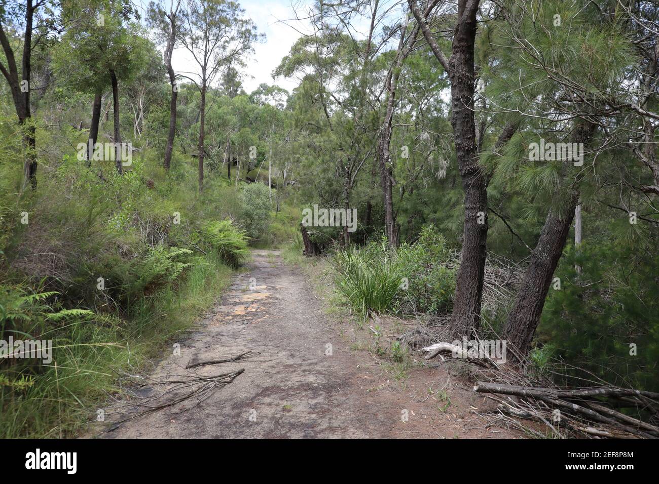 The Two Creeks Track, parc national de Garigal à East Lindfield, Sydney, Nouvelle-Galles du Sud, Australie. Banque D'Images