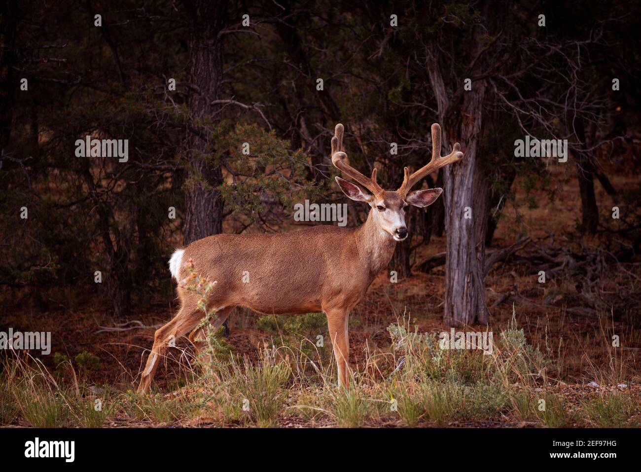 Un cerf mulet au parc national du Grand Canyon, dans l'État de l'Arizona, aux États-Unis Banque D'Images Un cerf mulet au parc national du Grand Canyon, dans l'État de l'Arizona, aux États-Unis Banque D'Images