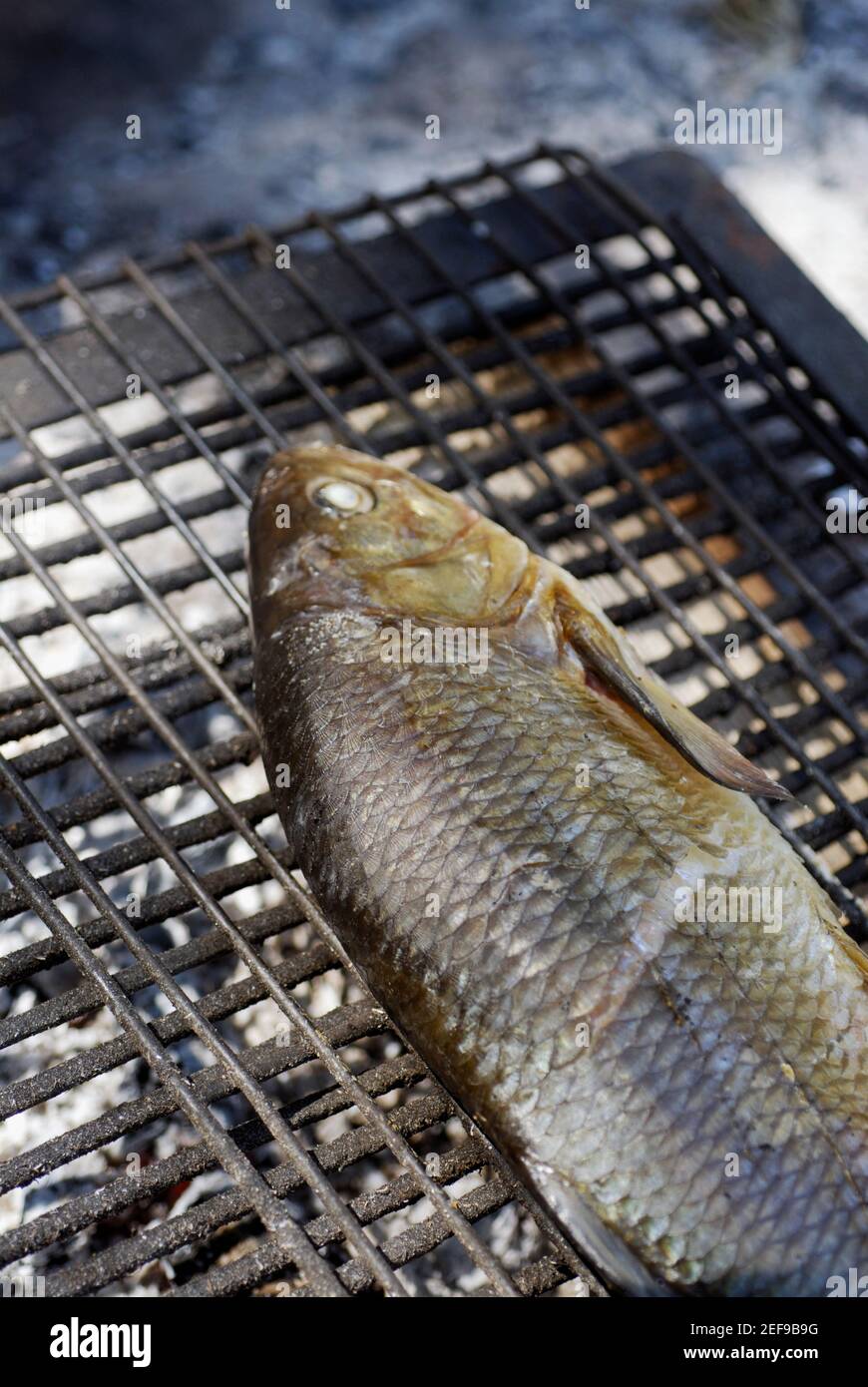 Gros plan d'un poisson sur une grille Banque D'Images