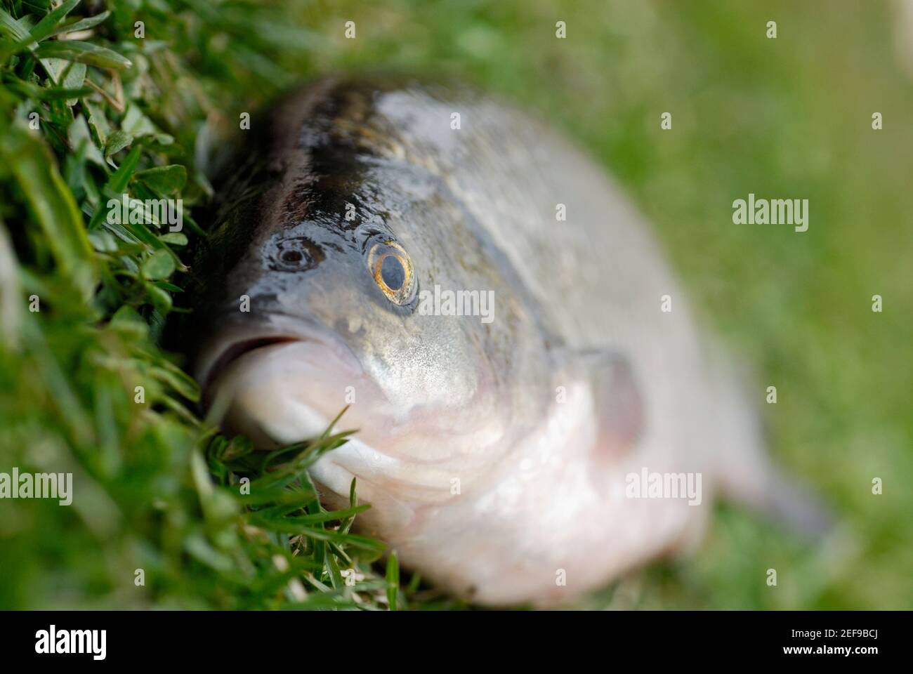 Gros plan d'un poisson sur l'herbe Banque D'Images