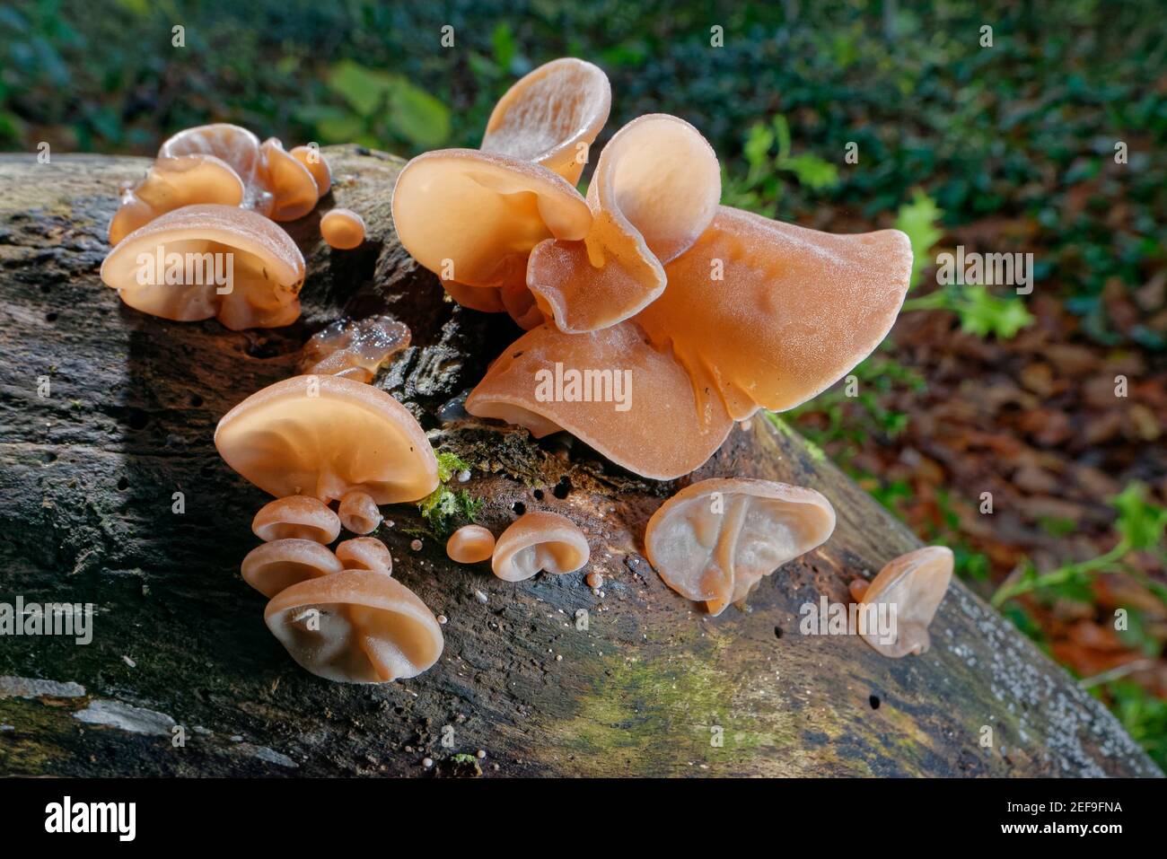 Jelly ear / champignon de l'oreille de Jew (Auricularia auricula-judae) souche qui pousse à partir de rondins pourris dans des bois à feuilles caduques, Wiltshire, Royaume-Uni, novembre. Banque D'Images