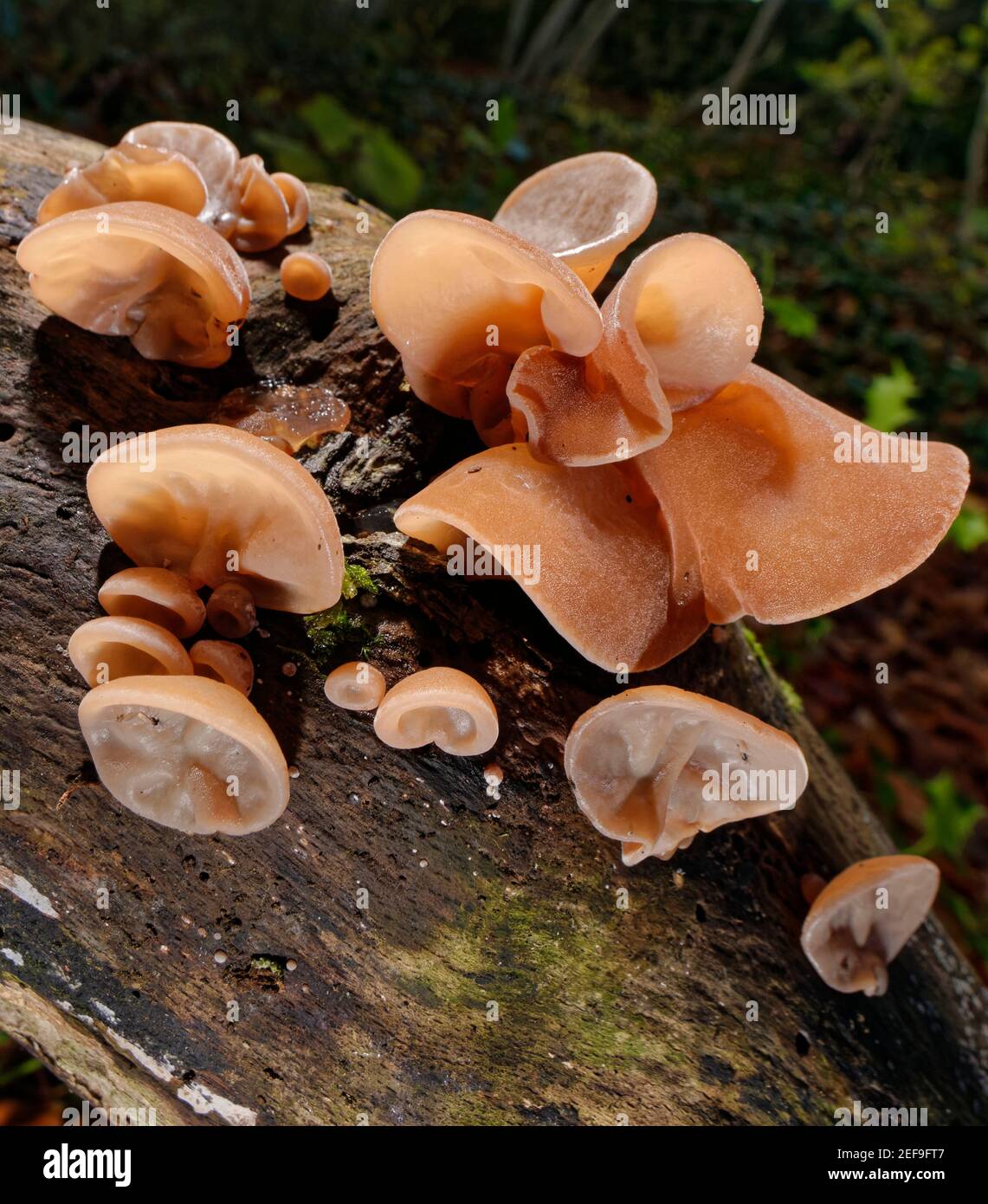 Jelly ear / champignon de l'oreille de Jew (Auricularia auricula-judae) souche qui pousse à partir de rondins pourris dans des bois à feuilles caduques, Wiltshire, Royaume-Uni, novembre. Banque D'Images