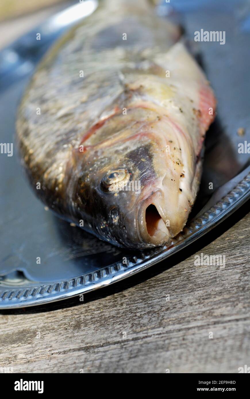 Gros plan d'un poisson sur un plateau Banque D'Images
