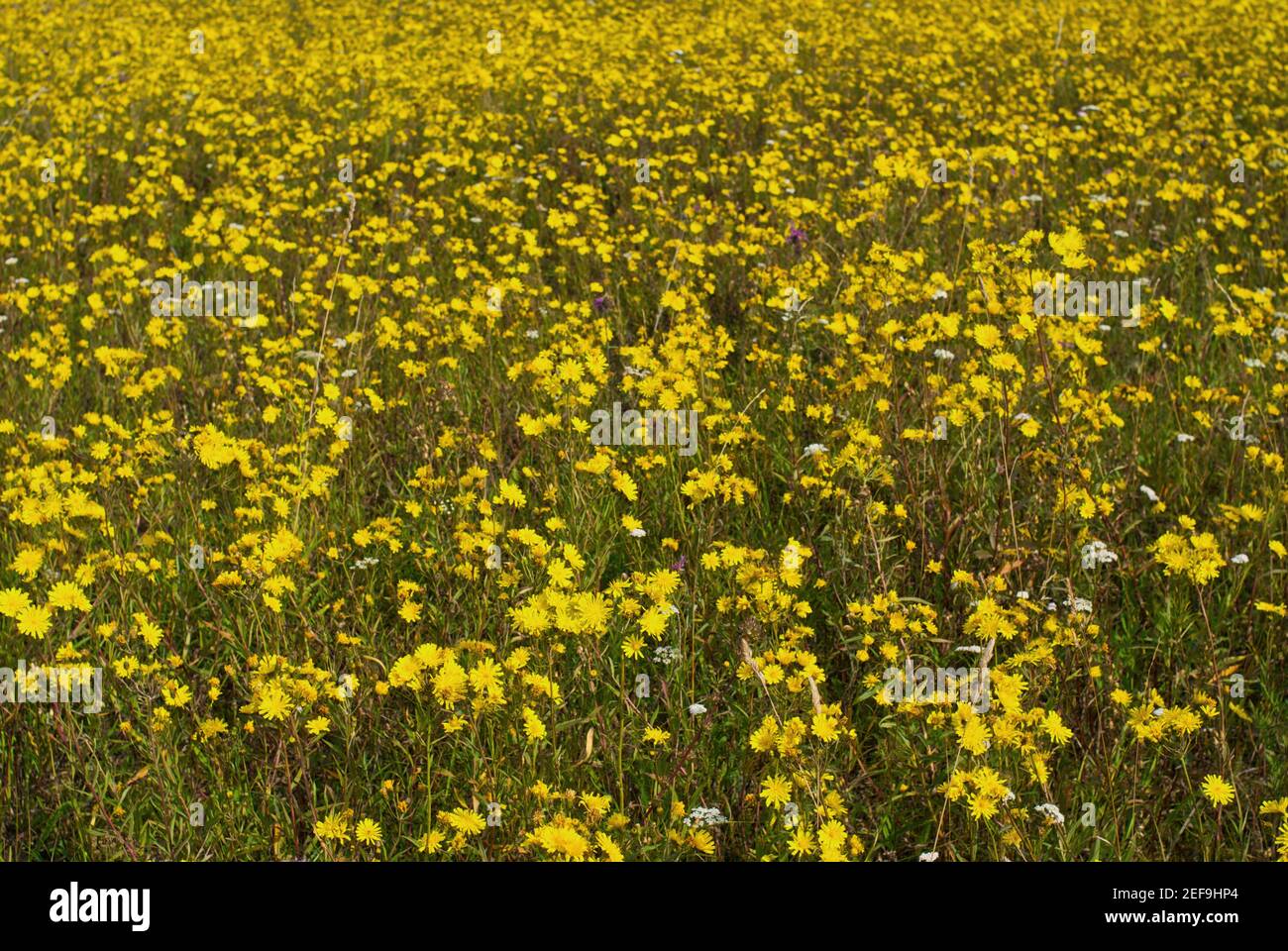 Des fleurs dans un champ Banque D'Images