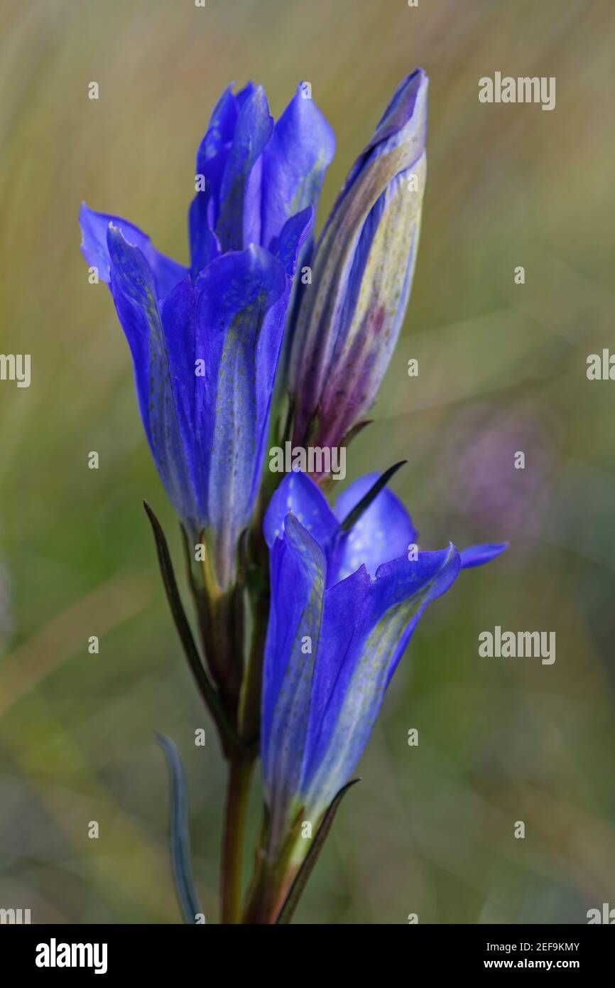 Gentiane de marais (Gentiana pneumonanthe) floraison sur la lande de boghgy, Dorset, Royaume-Uni, août. Banque D'Images