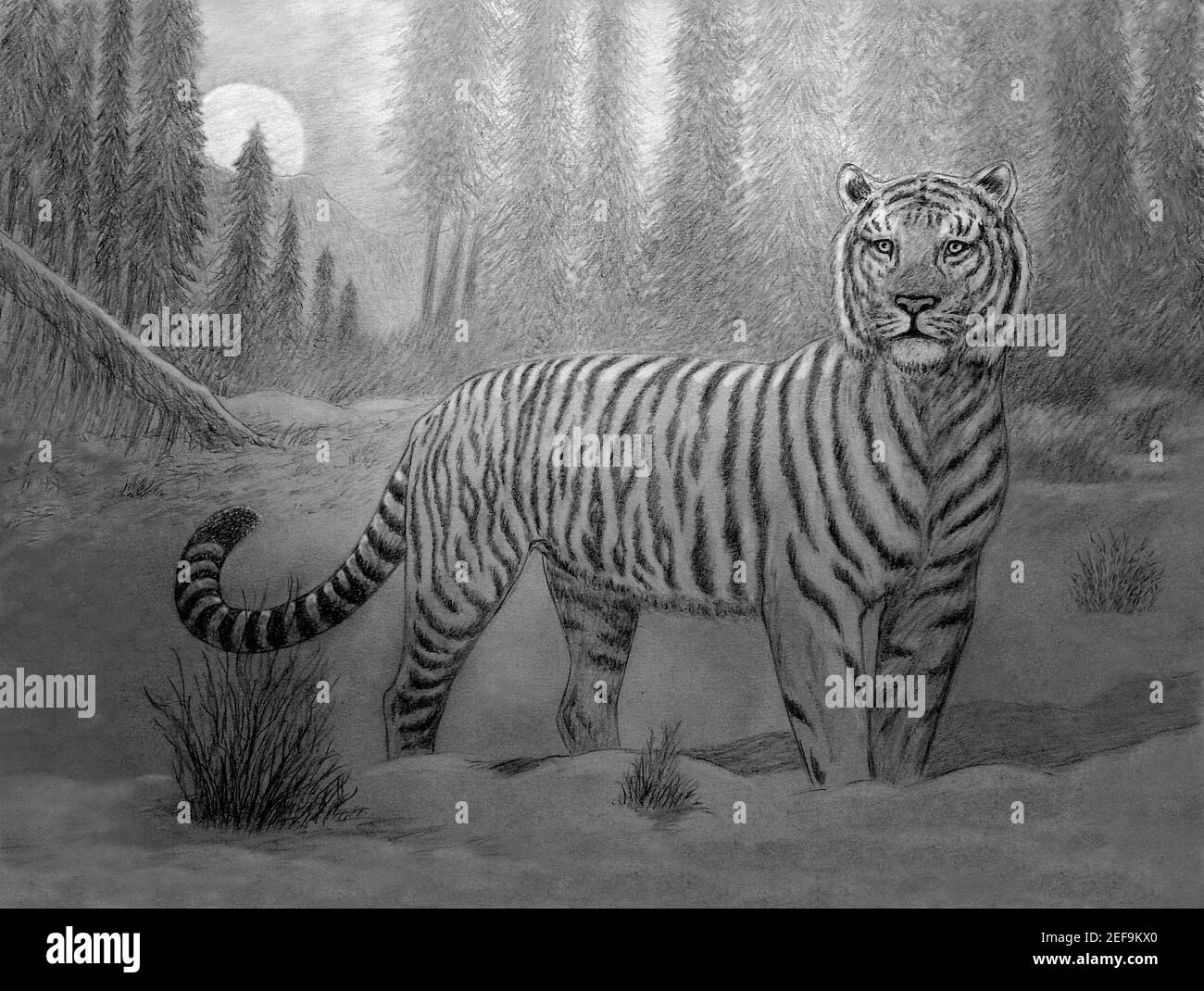 tigre de sibérie dans la forêt au lever du soleil Banque D'Images
