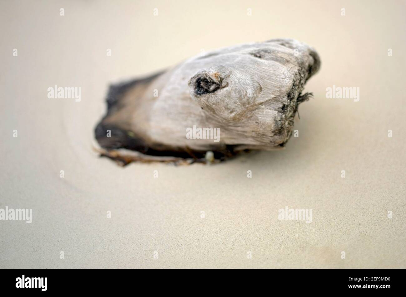 Gros plan de bois de flotté dans le sable Banque D'Images