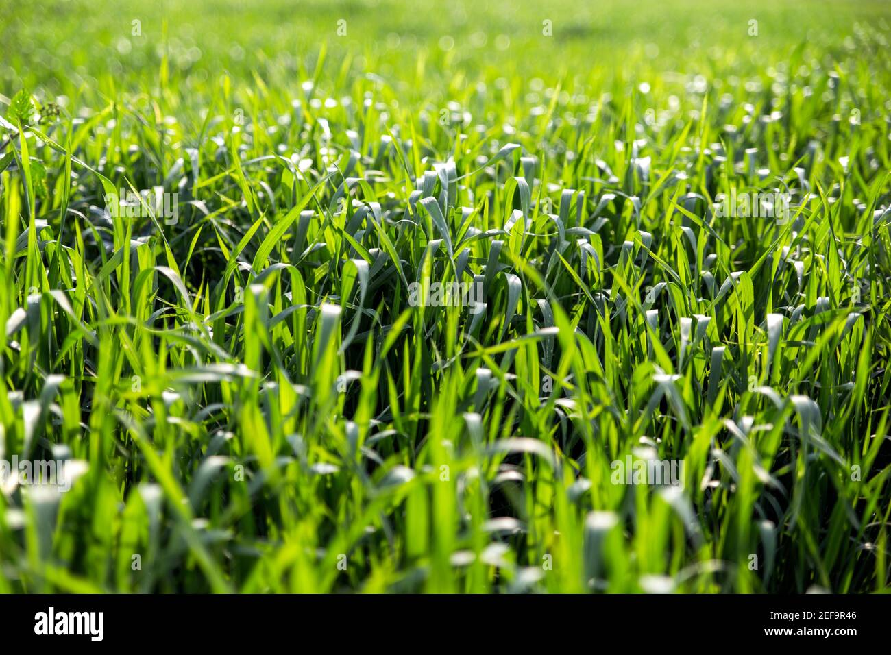 Green Field en Turquie avec lumière naturelle bokeh. Banque D'Images