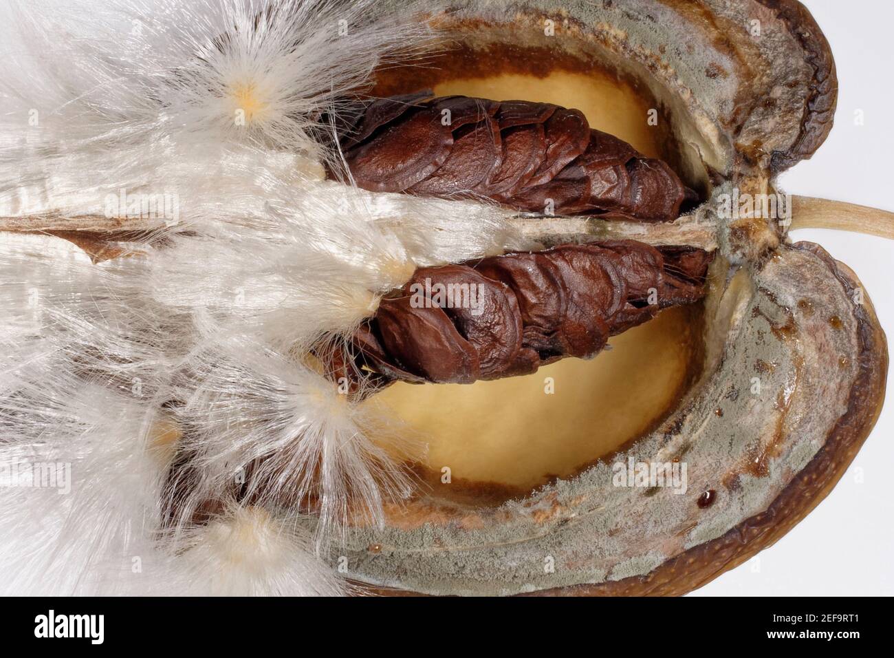 Madagascar jasmin (Stephanotis floribunda) graine avec des graines de plumes commençant à éclater, Wiltshire, Royaume-Uni, août. Banque D'Images