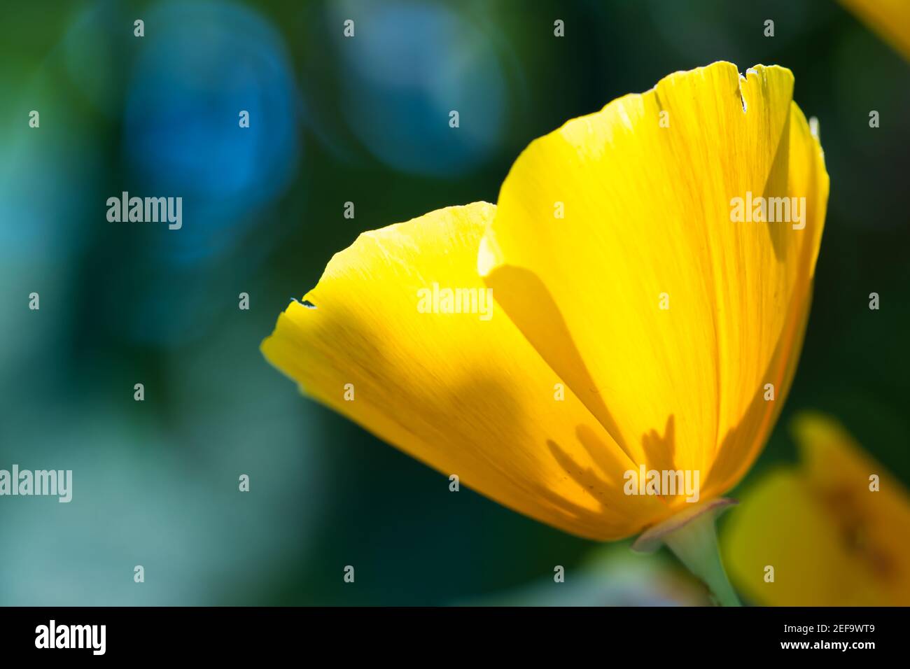 Fleur de pavot de Californie gros plan, plante en fleur avec des pétales jaune d'or et orange dans la lumière du soleil sur fond bleu-vert flou Banque D'Images