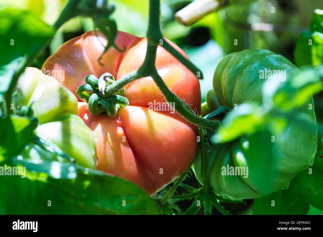 Gros plan de tomates beefsteak, rose mûr et prêt à récolter des fruits poussant sur des vignes velues dans le jardin d'été avec deux tomates vertes de chaque côté Banque D'Images