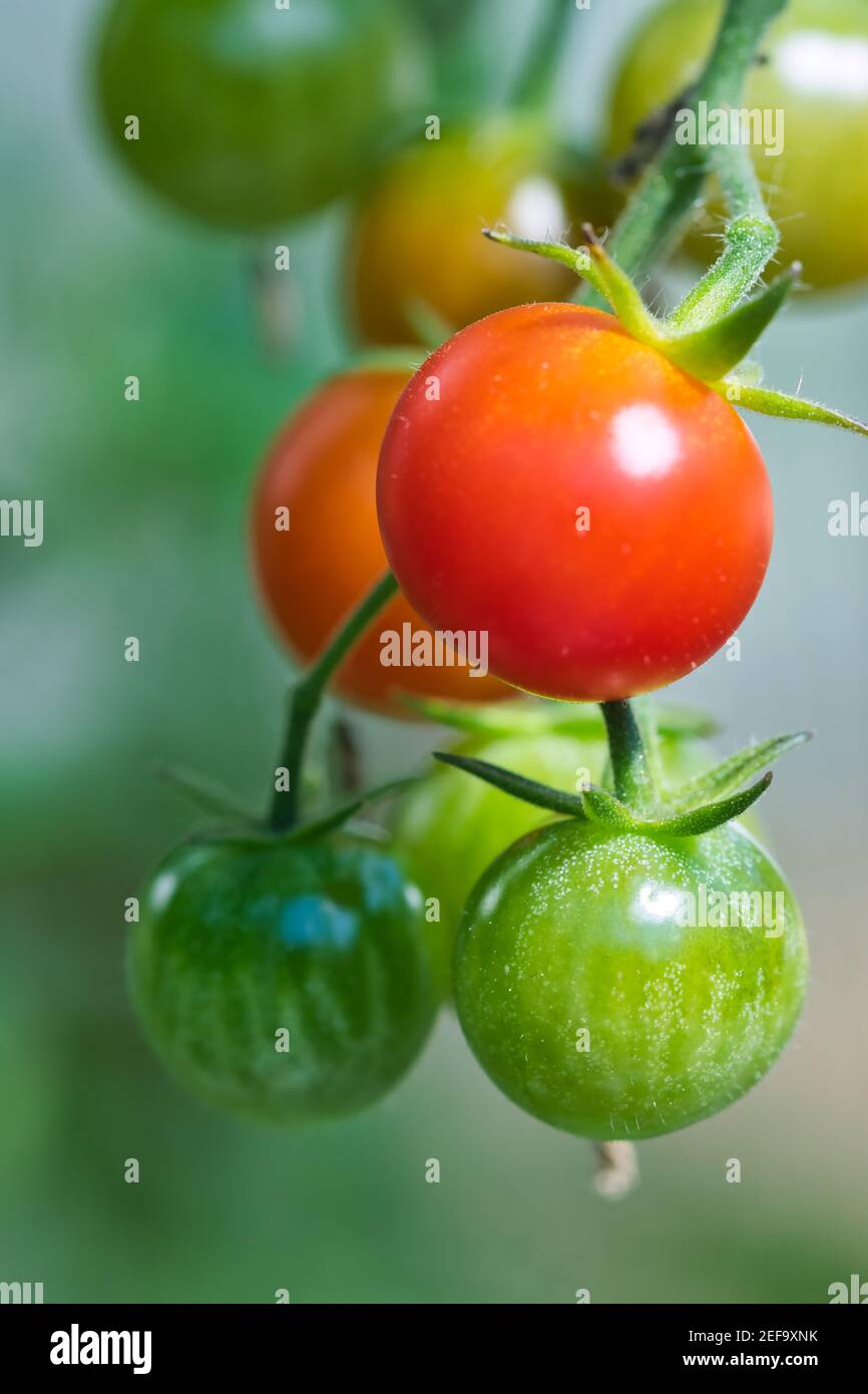 Tomates cerises mûres rouges, orange et vertes texture macro, mûrissement des fruits poussant sur des vignes velues dans une serre dans le jardin biologique de printemps Banque D'Images