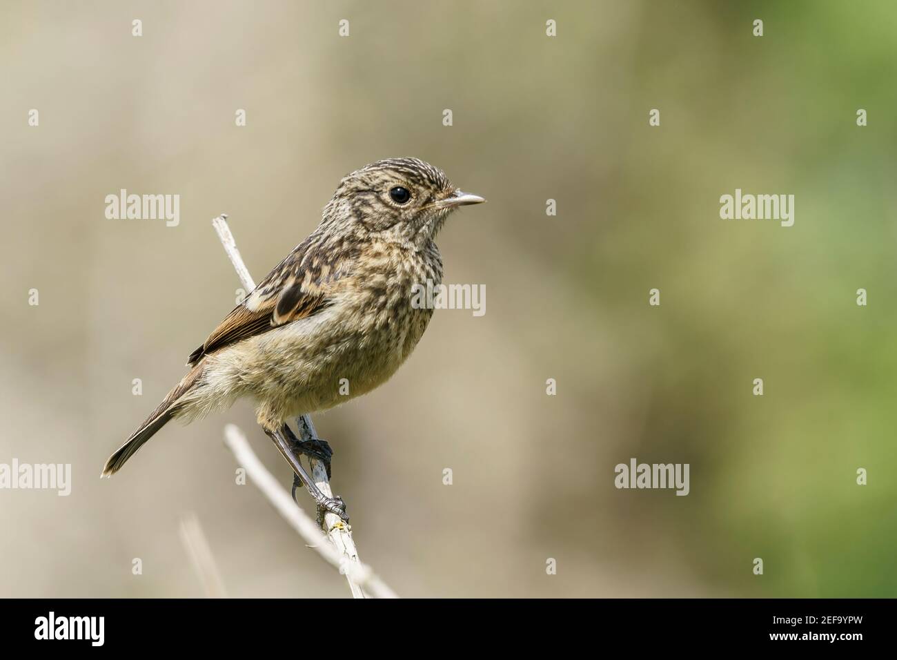 European Stonechat, Saxicola rubicola, jeune nageant perché sur la végétation, Norfolk, Royaume-Uni, 21 mai 2019 Banque D'Images