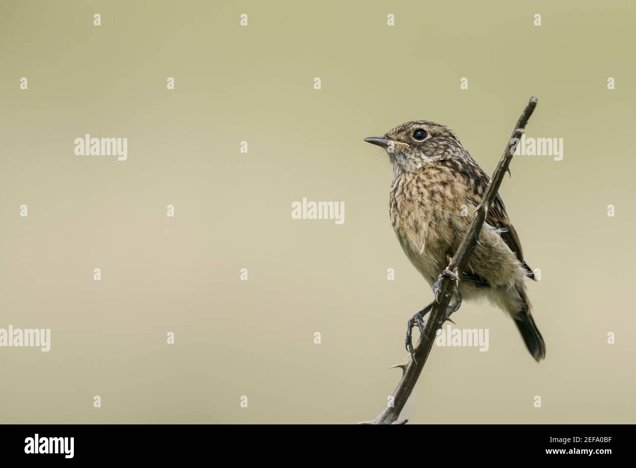 European Stonechat, Saxicola rubicola, jeune nageant perché sur la végétation, Norfolk, Royaume-Uni, 21 mai 2019 Banque D'Images