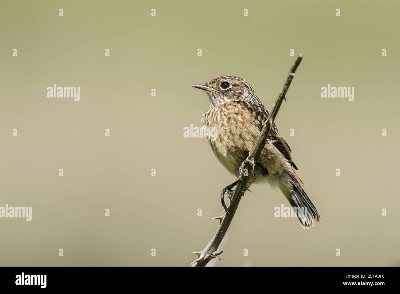 European Stonechat, Saxicola rubicola, jeune nageant perché sur la végétation, Norfolk, Royaume-Uni, 21 mai 2019 Banque D'Images