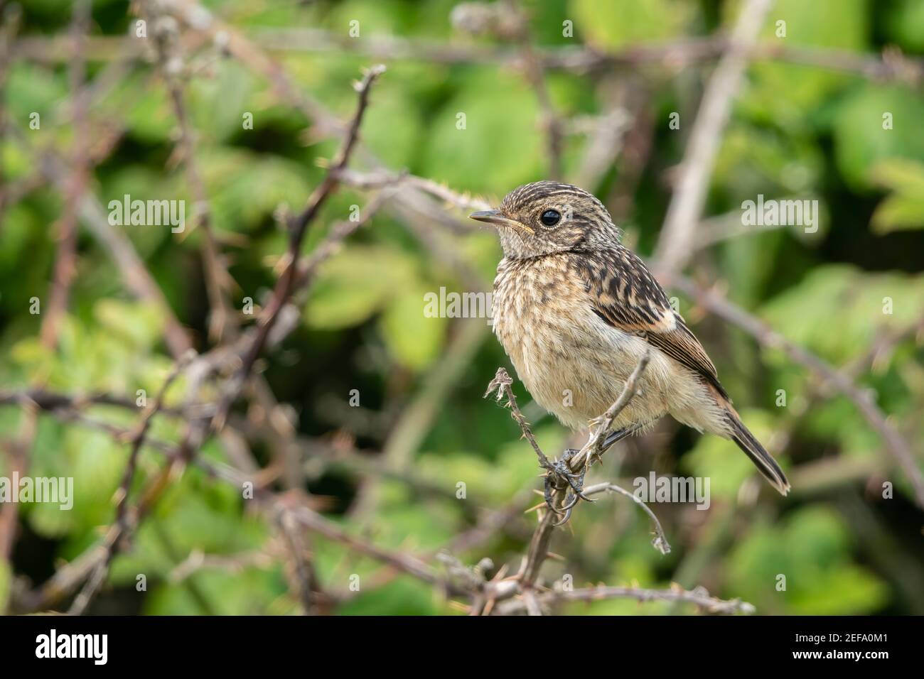 European Stonechat, Saxicola rubicola, jeune nageant perché sur la végétation, Norfolk, Royaume-Uni, 21 mai 2019 Banque D'Images