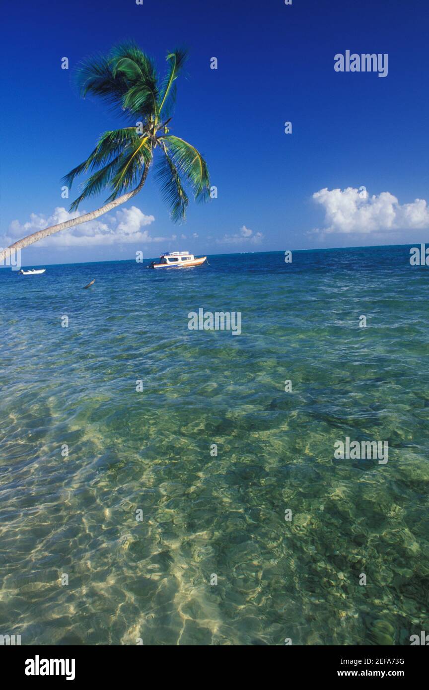 Palmier au-dessus de la mer, Caraïbes Banque D'Images