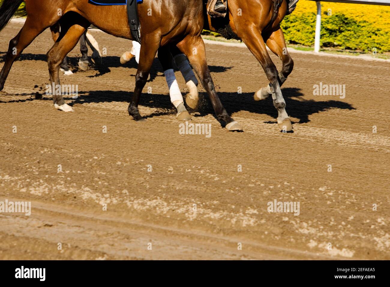 Vue en coupe basse d'un groupe de chevaux au piste de course à cheval Banque D'Images