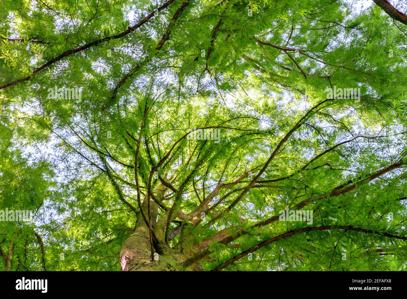 Le grand arbre et la grande branche de Giorgia. İnfinity vue. Banque D'Images