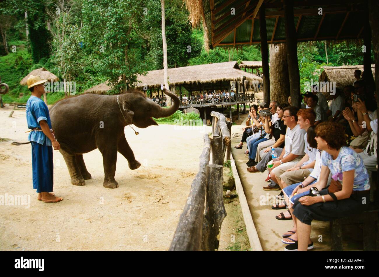 Éléphant debout sur les pattes arrière, Maesa Elephant Camp, Chiang Mai, Thaïlande Banque D'Images Éléphant debout sur les pattes arrière, Maesa Elephant Camp, Chiang Mai, Thaïlande Banque D'Images