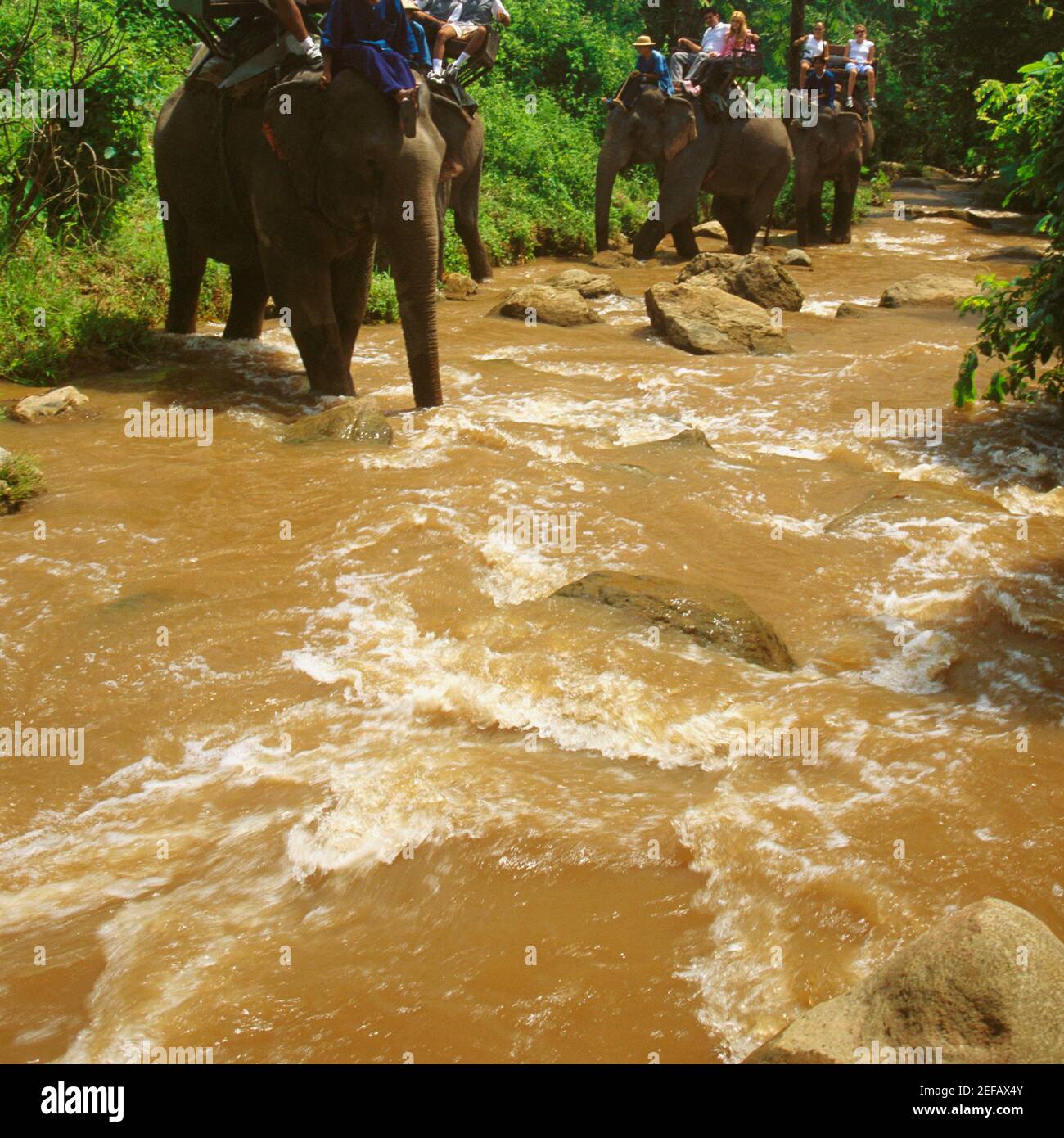 Tourisme assis sur les éléphants, Maesa Elephant Camp, Chiang Mai, Thaïlande Banque D'Images