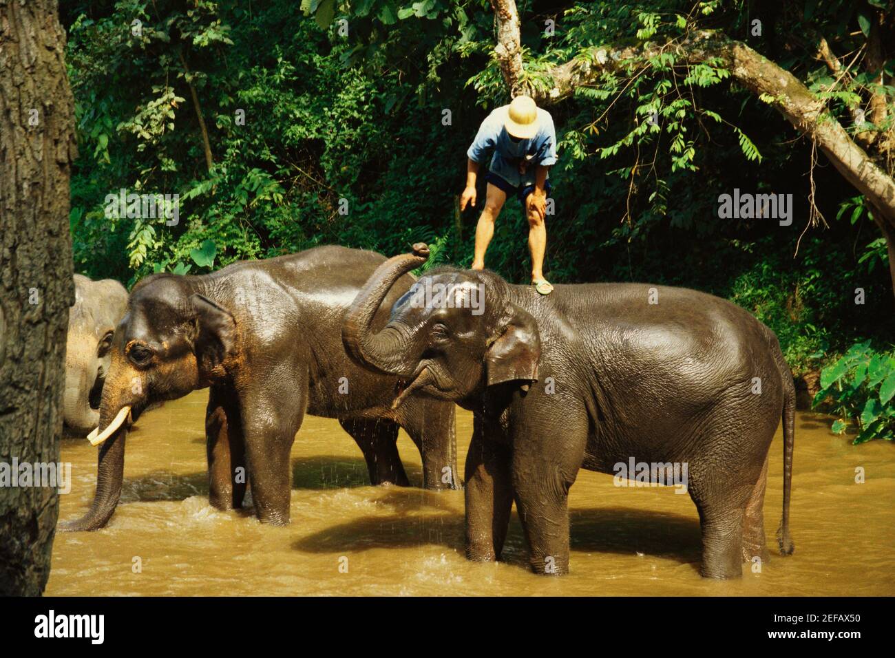 Homme debout sur un éléphant, Maesa Elephant Camp, Chiang Mai, Thaïlande Banque D'Images Homme debout sur un éléphant, Maesa Elephant Camp, Chiang Mai, Thaïlande Banque D'Images