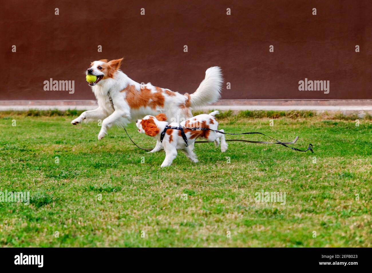 Chien très joueur race King Charles cavalier et pointeur anglais. Ces chiens courent avec le tenis ball dans le jardin. Banque D'Images