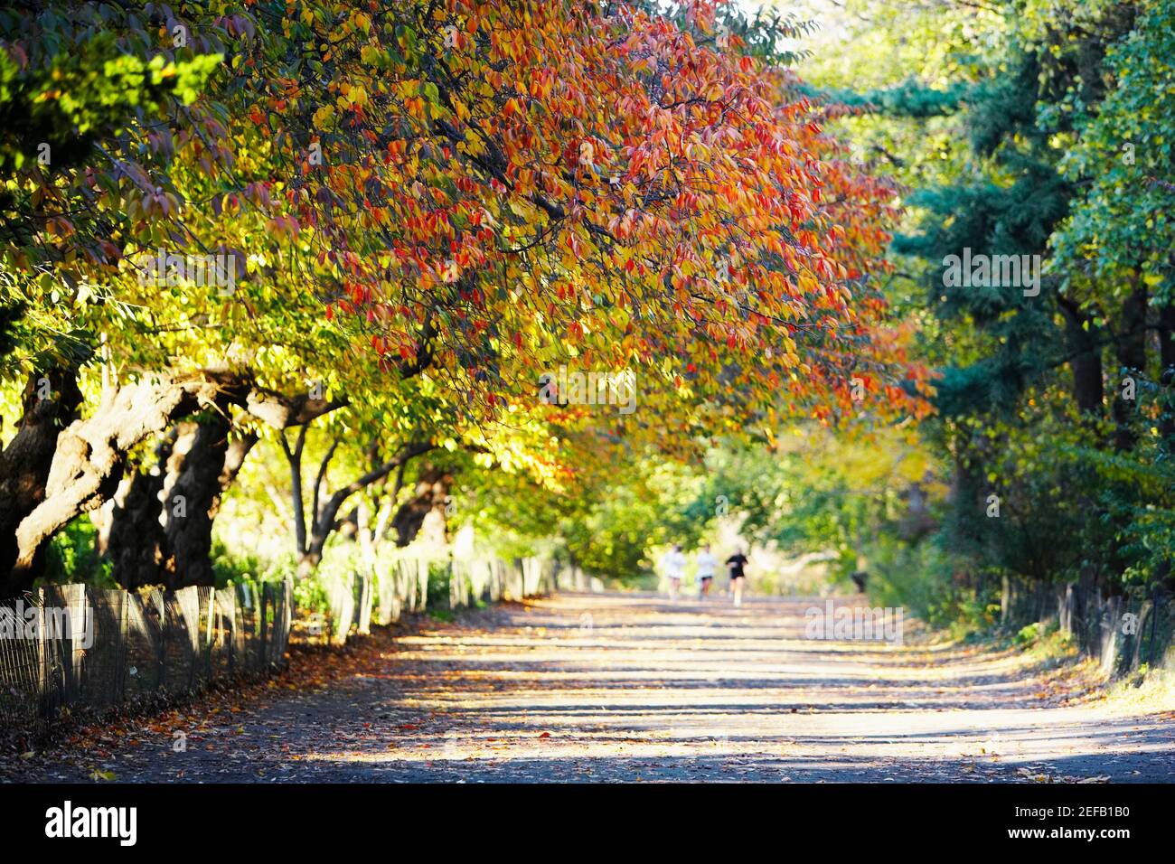 Arbres le long d'une route, Central Park, Manhattan, New York City, New York State, ÉTATS-UNIS Banque D'Images