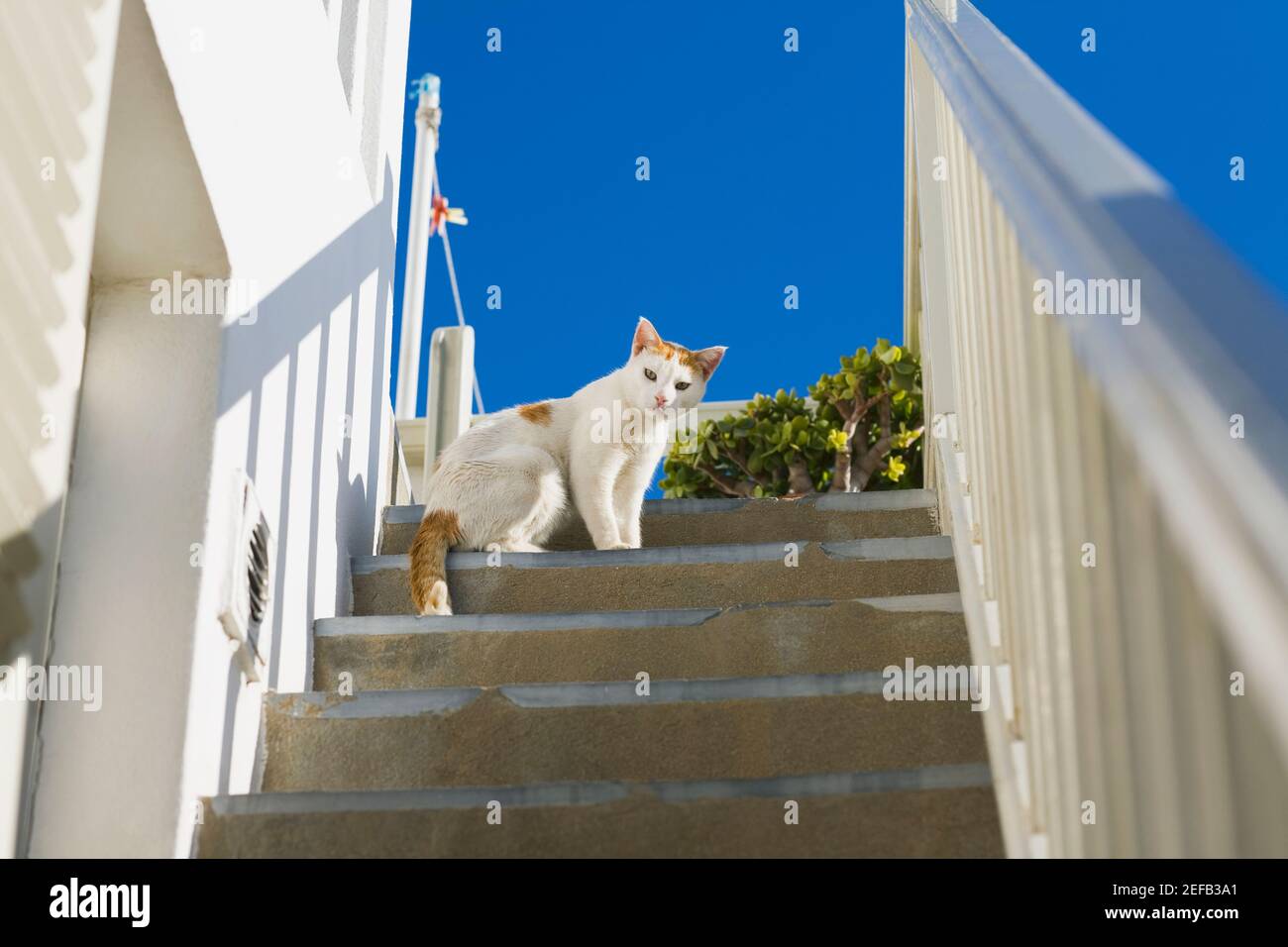 Vue à angle bas d'un chat sur un escalier, Mykonos, Cyclades, Grèce Banque D'Images