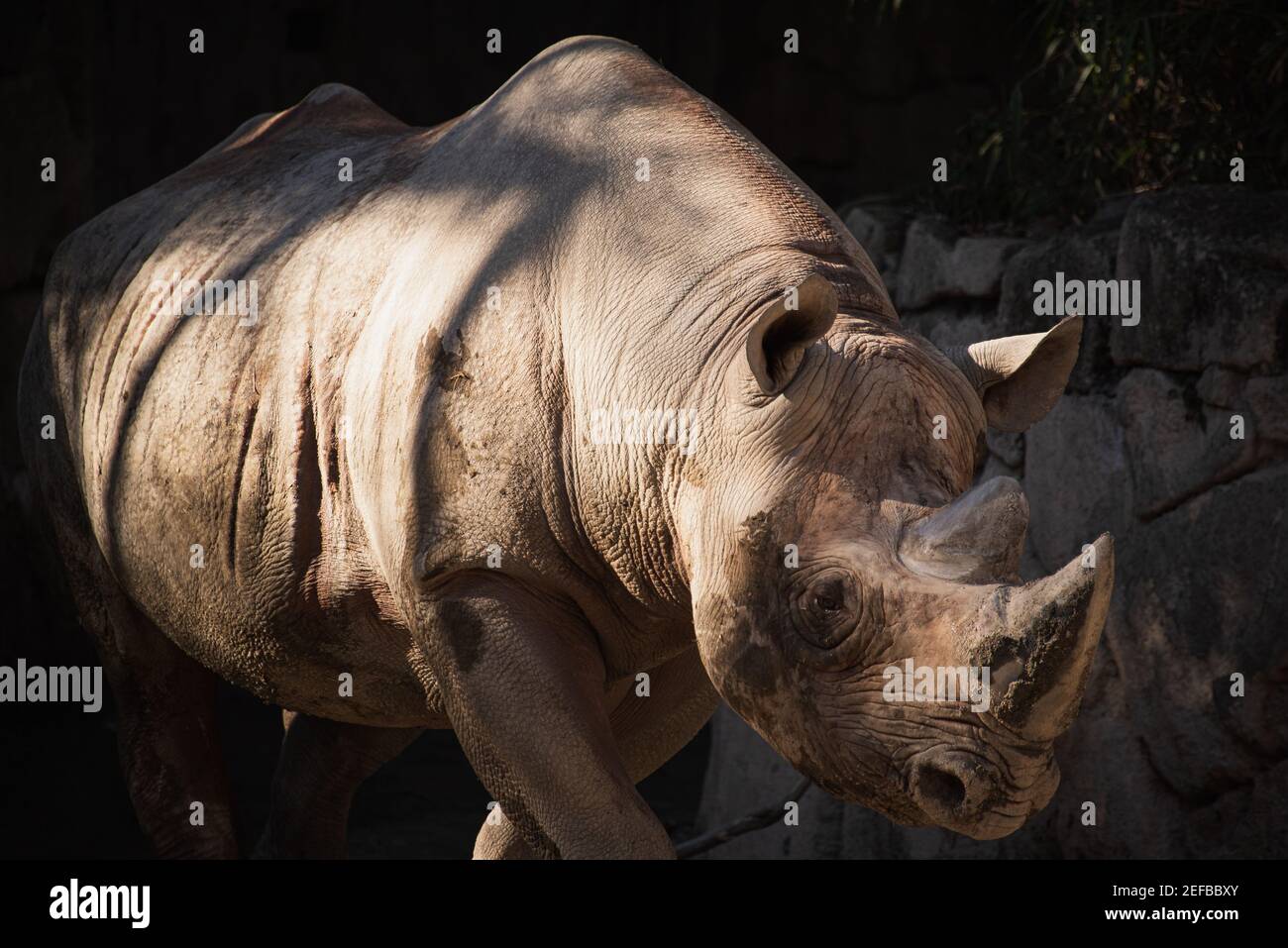 un rhinocéros dans la cage du zoo Banque D'Images