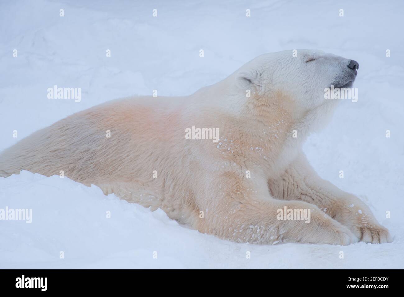ours polaire reposant sur un visage détendu sur fond de neige Banque D'Images