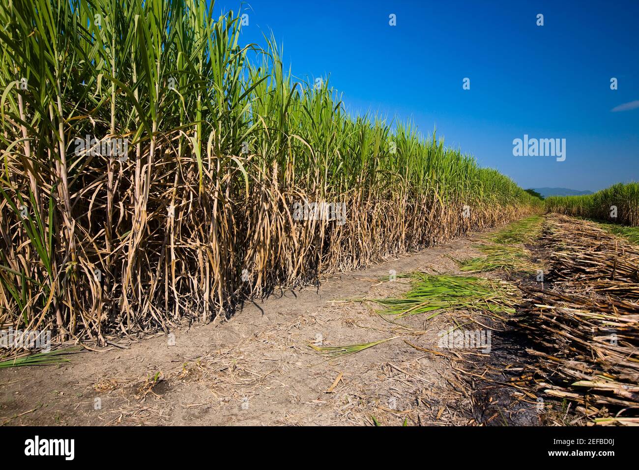 Culture de canne à sucre dans un champ, Tamasopo, San Luis Potosi, Mexique Banque D'Images