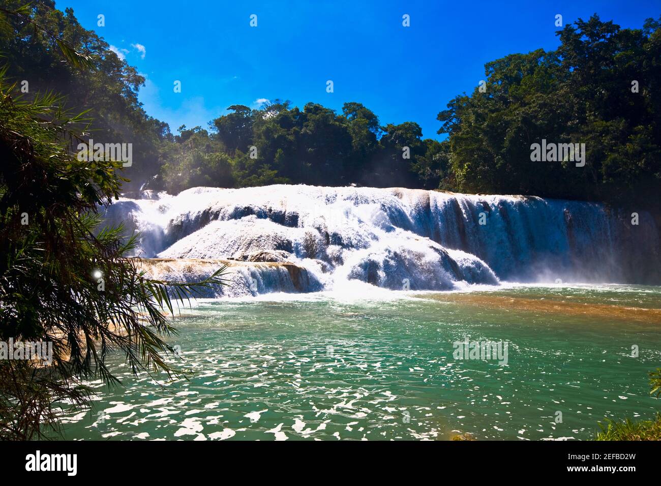 Cascade dans une forêt, des chutes d'Agua Azul, Chiapas, Mexique Banque D'Images
