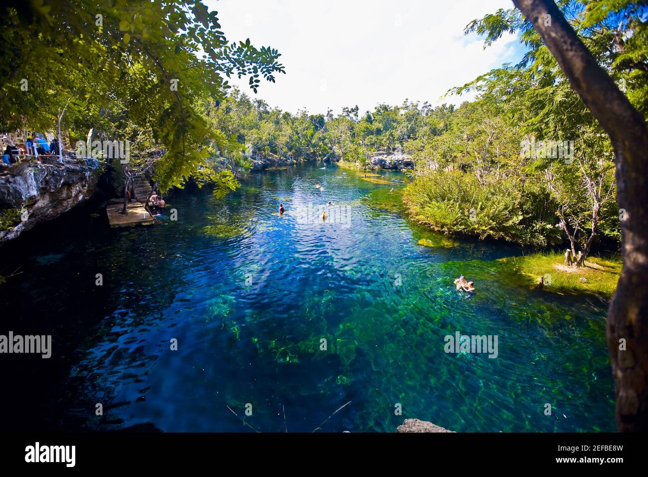 Arbres le long d'une rivière, Playa Del Carmen, Quintana Roo, Mexique Banque D'Images