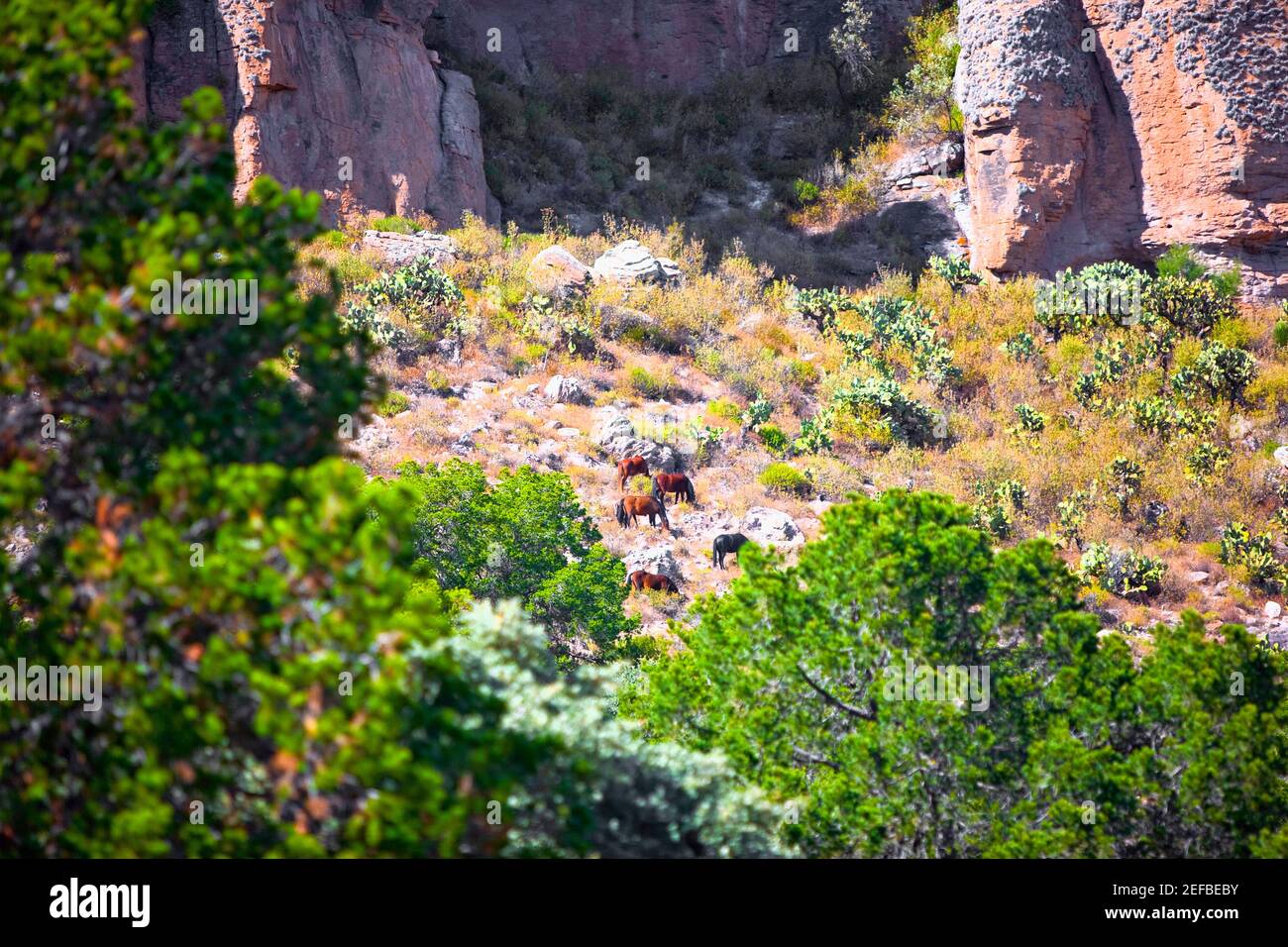 Vue en grand angle de cinq animaux qui broutage dans un champ, Sierra de Organos, Sombrerete, État de Zacatecas, Mexique Banque D'Images