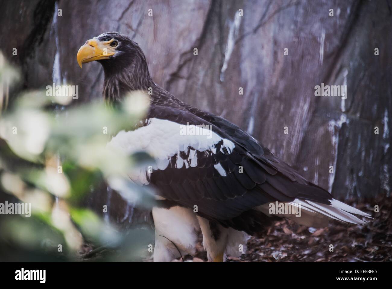 Aigle de mer de Steller (Haliaeetus pelagicus) un grand oiseau de proie diurne dans la falaise. Banque D'Images