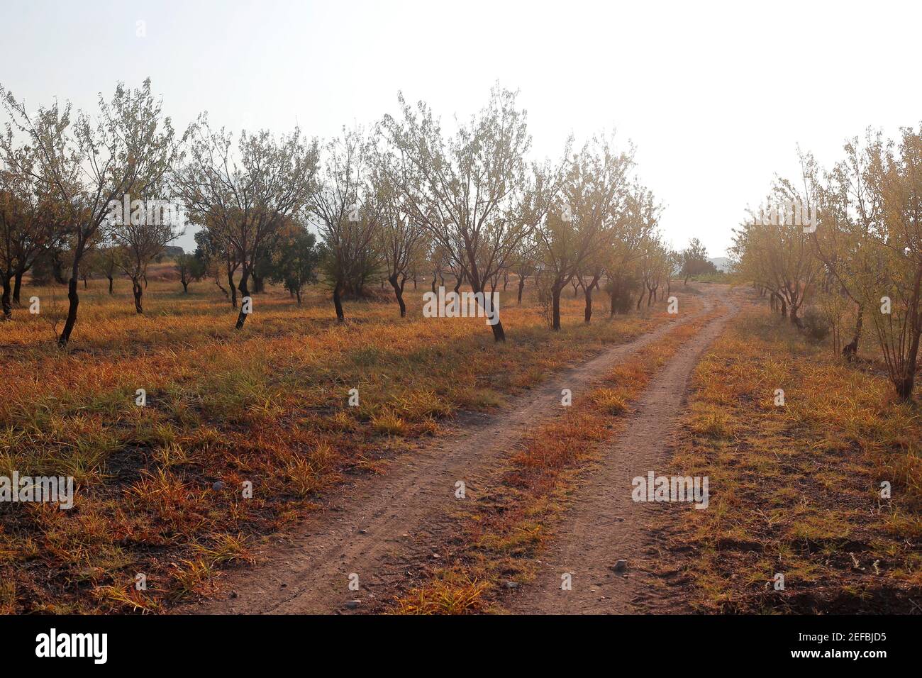 Le chemin de jardin brun de la Turquie. Banque D'Images