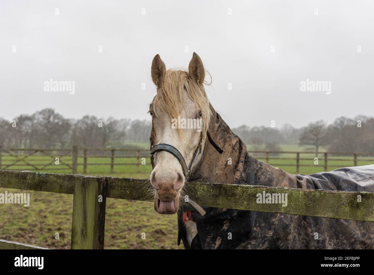 Cheeky Horse avec les yeux bleus et la langue dehors Banque D'Images