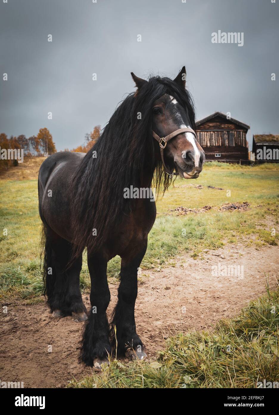 Portrait d'un grand cheval magnifique avec une longue manie debout seule dans le champ. Banque D'Images
