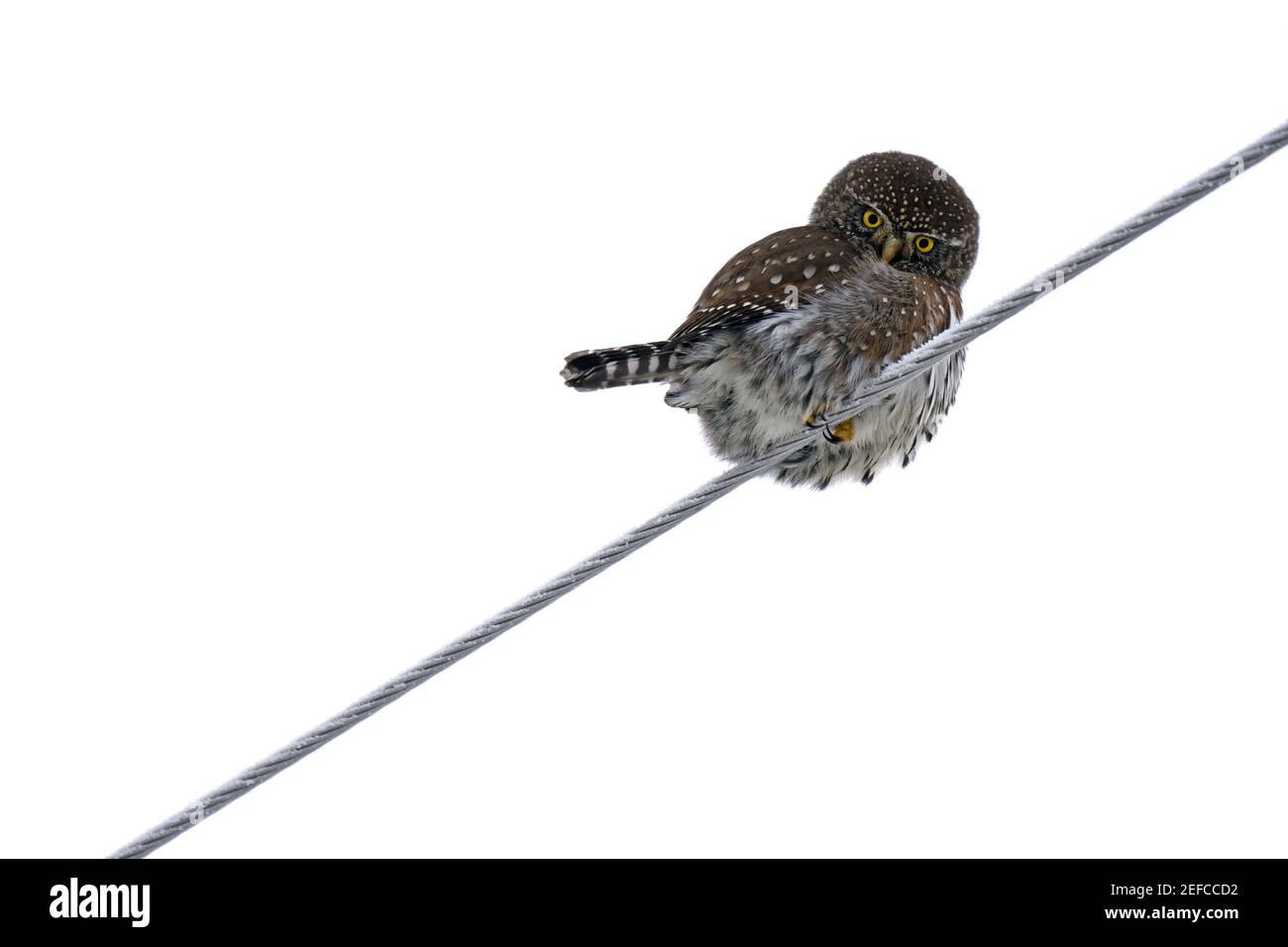 Pygmy-hibou du Nord sur une ligne électrique en automne. Vallée de Yaak, nord-ouest du Montana. (Photo de Randy Beacham) Banque D'Images