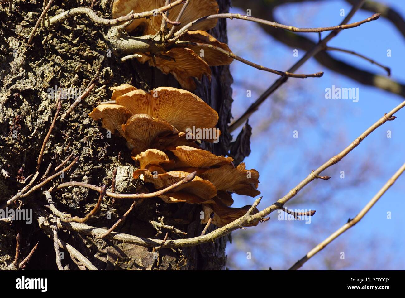 Pleurotus ostreatus, le champignon de l'huître ou le champignon de l'huître. Champignons sur le tronc d'un châtaignier dans le village hollandais de Bergen en hiver. Banque D'Images