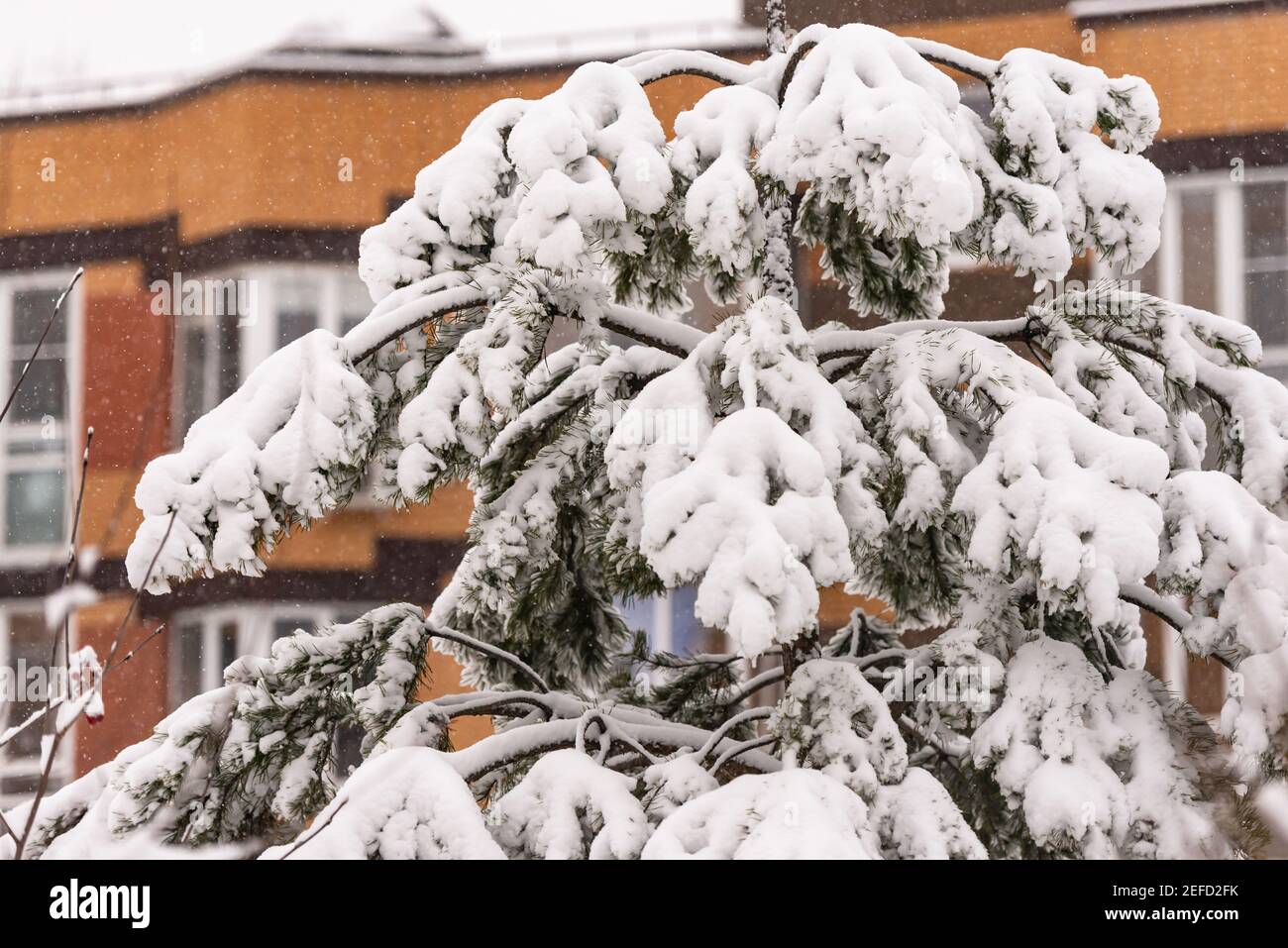 Branches de pin tordues sous la neige dans la ville. La nature dans la ville après une grosse chute de neige Banque D'Images