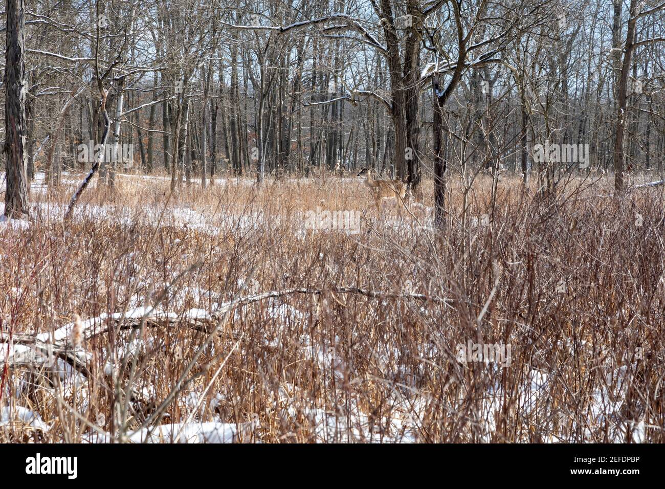 Milford, Michigan - UN cerf de Virginie (Odocoileus virginianus) se fond dans la végétation hivernale du Kensington Metropark. Banque D'Images