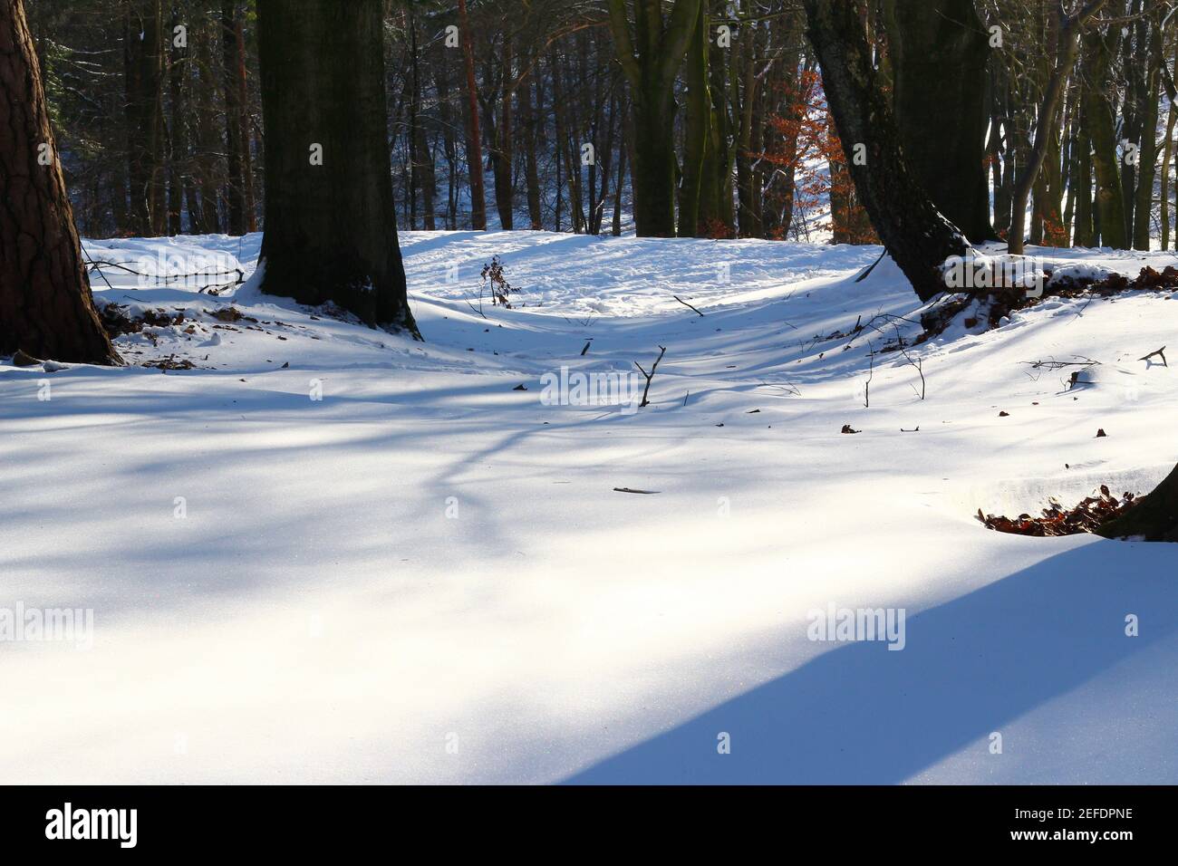 Neige blanche fraîche dans une forêt naturelle avec des hêtres en hiver Banque D'Images